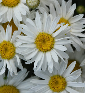 'Whitecap' - Shasta Daisy - Leucanthemum x superbum
