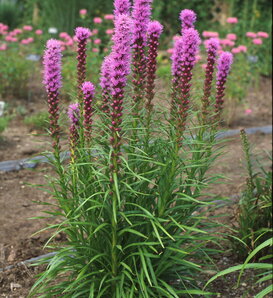 Kobold - Gayfeather - Liatris spicata