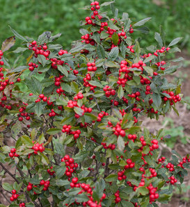 Little Goblin® Red - Winterberry Holly - Ilex verticillata