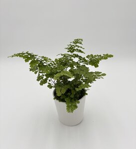 Living Lace® Fritz Luthi - Maidenhair fern - Adiantum x