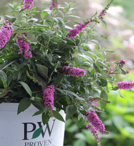 Lo & Behold®  'Pink Micro Chip' - Butterfly bush - Buddleia x