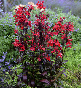 Vulcan Red - Cardinal Flower - Lobelia speciosa