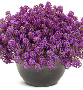 Violet Knight® - Sweet Alyssum - Lobularia maritima