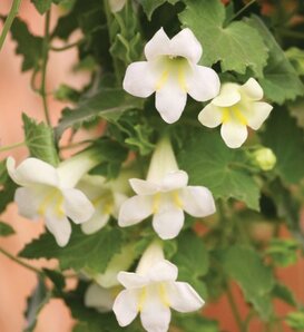 Lofos® White - Lophospermum hybrid