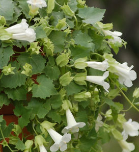 Lofos® Compact White - Lophospermum hybrid