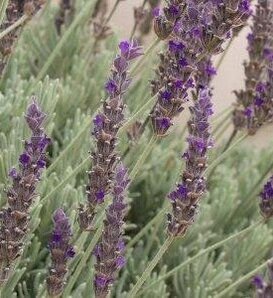 Lovely Lullaby™ - Lavender - Lavandula heterophylla