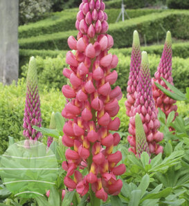 West Country™ 'Towering Inferno' - Lupine - Lupinus polyphyllus