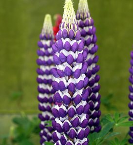 West Country™ 'Blacksmith' - Lupine - Lupinus polyphyllus
