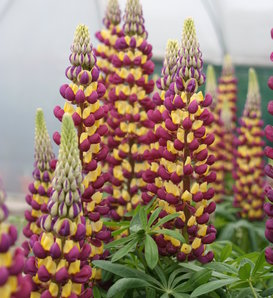 West Country™ 'Manhattan Lights' - Lupine - Lupinus polyphyllus