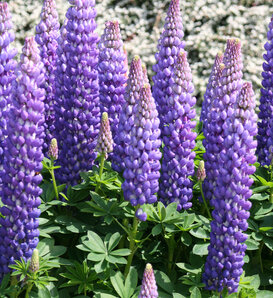 West Country™ 'Persian Slipper' - Lupine - Lupinus polyphyllus