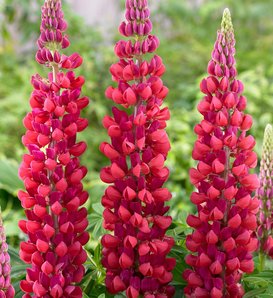 West Country™ 'Red Rum' - Lupine - Lupinus polyphyllus