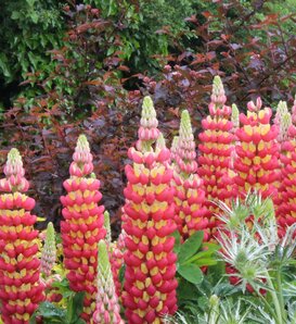 West Country™ 'Tequila Flame' - Lupine - Lupinus polyphyllus