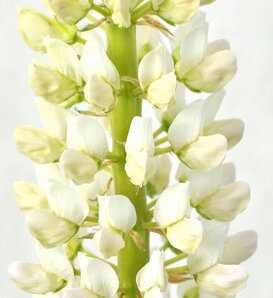 Staircase™ 'White' - Lupine - Luzula polyphyllus