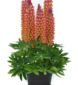 Staircase™ 'Orange and White' - Lupine - Lupinus polyphyllus
