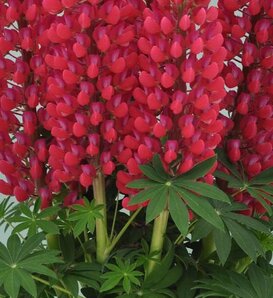 Staircase™ Red - Lupine - Lupinus polyphyllus