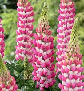 West Country™ 'Rachel de Thame' - Lupine - Lupinus polyphyllus