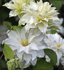 Madame Maria® - Clematis sp.