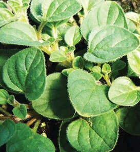 Mediterranean Greek™ - Oregano - Origanum vulgare hirtum