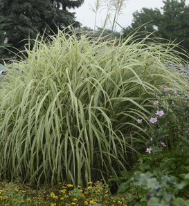 'Dixieland' - Ornamental Grass, Miscanthus - Miscanthus sinensis