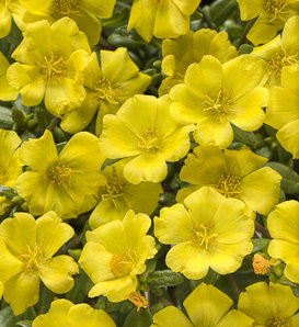 Mojave® Yellow (Retired April 2022) - Purslane - Portulaca umbraticola