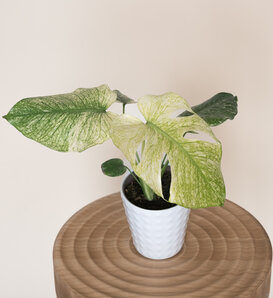 Mysteria® White Monster - Variegated Monstera - Monstera deliciosa