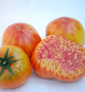 Mr. Stripey Tomato - Solanum lycopersicum