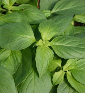 Mrs. Burns' Lemon - Basil - Ocimum basilicum 'Citriodora'