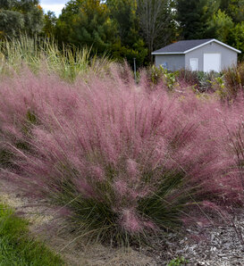 Prairie Winds® 'Candy Floss' - Pink Muhly Grass - Muhlenbergia capillaris