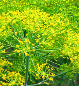 My Fair™ - Fennel - Foeniculum vulgare 'Purpureum'