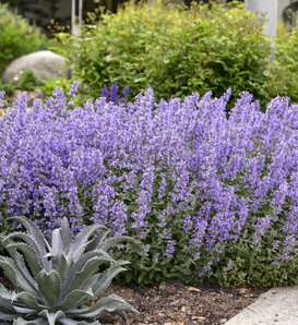 'Cat's Meow' - Catmint - Nepeta faassenii
