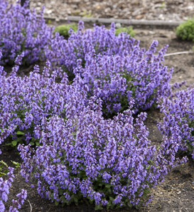 'Cat's Pajamas' - Catmint - Nepeta hybrid