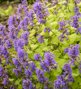'Chartreuse on the Loose' - Catmint - Nepeta hybrid