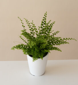 Living Lace® Dainty Buttons™ - Fern - Nephrolepis x