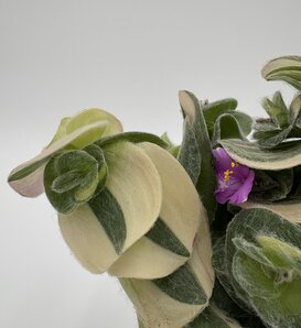 New Vogue™ Feeling Trendy™ - Inch Plants - Tradescantia hybrid