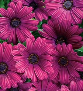 Bright Lights™ Purple - African Daisy - Osteospermum hybrid