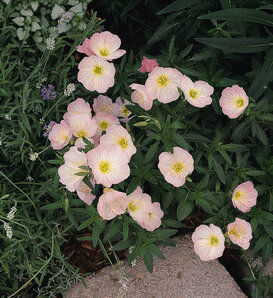 Siskiyou Pink - Mexican Primrose - Oenothera speciosa