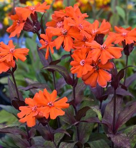 Orange Gnome - Catchfly - Lychnis coronaria