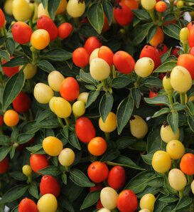 Hot Pops Yellow - Ornamental Pepper - Capsicum annuum