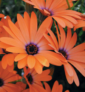 Orange Symphony - Osteospermum hybrid