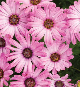 Bright Lights™ Pink - African Daisy - Osteospermum hybrid