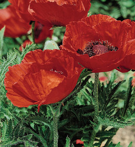 Beauty of Livermere - Oriental Poppy - Papaver orientalis