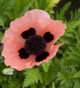 Queen Alexandra - Oriental Poppy - Papaver orientalis