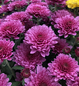 Paradiso Pink Garden Mum - Chrysanthemum grandiflorum