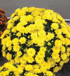 Paradiso Yellow Garden Mum - Chrysanthemum grandiflorum