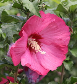 Paraplu Red® - Rose of Sharon - Hibiscus syriacus