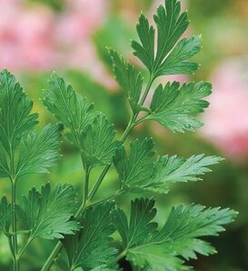Pasta Perfect™ - Parsley, Flat Leaf - Petroselinum crispum