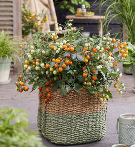 Patio Gems™ Orange - Dwarf Tomato - Solanum lycopersicum