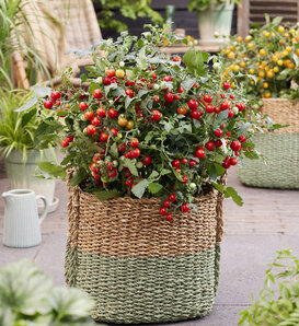 Patio Gems™ Red - Dwarf Tomato - Solanum lycopersicum