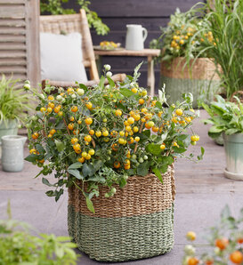 Patio Gems™ Yellow - Dwarf Tomato - Solanum lycopersicum