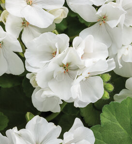 Boldly® White - Geranium - Pelargonium interspecific